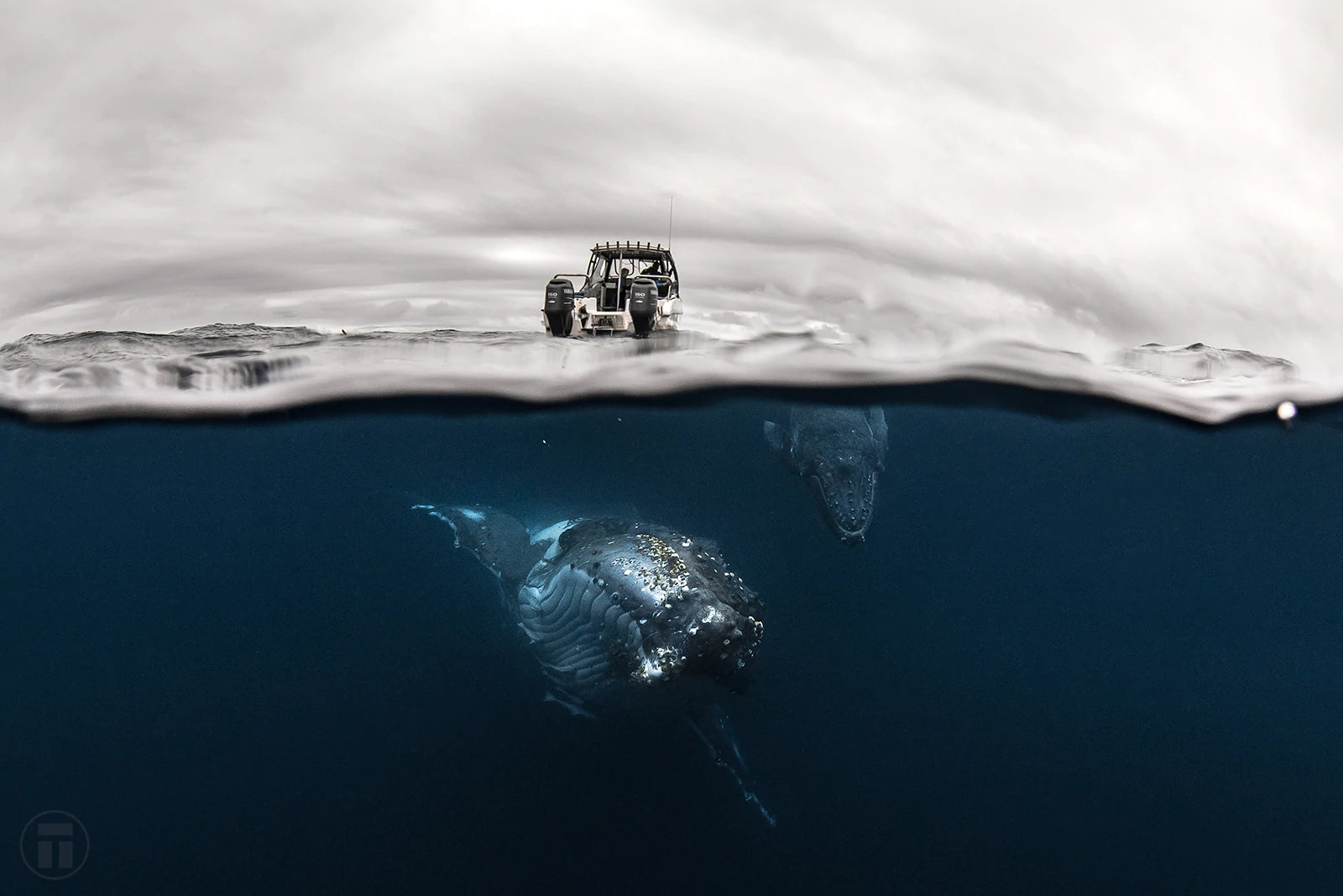 Tonga with Whales Underwater