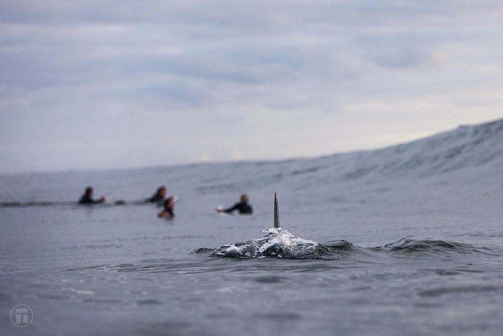 How to tell what kind of FIN that is!?