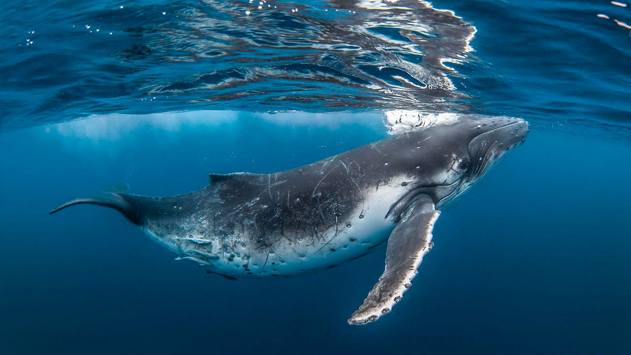 TONGA - Swimming with Gentle Giants