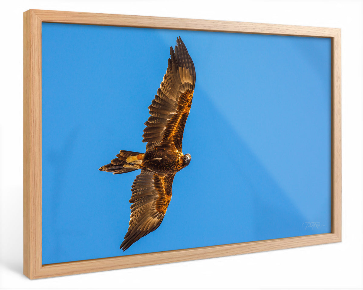 "Presence" - Fine Art Print