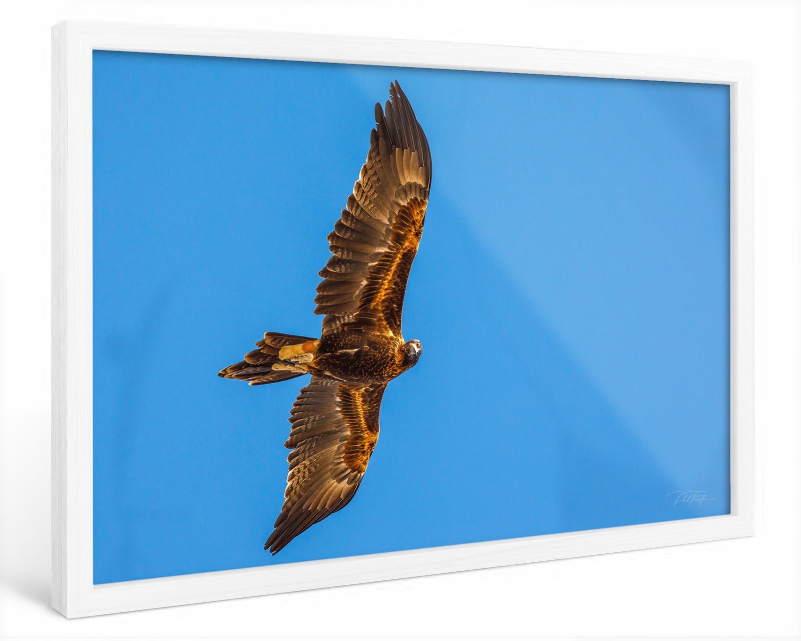 "Presence" - Fine Art Print