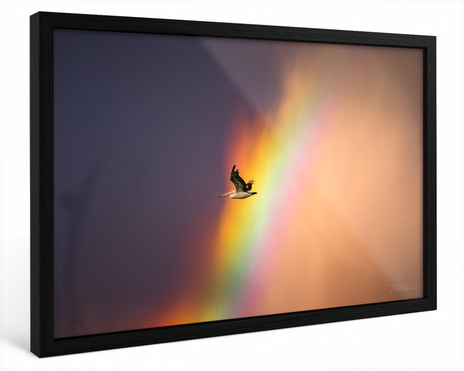 "Rainbow Pelican" - Fine Art Print