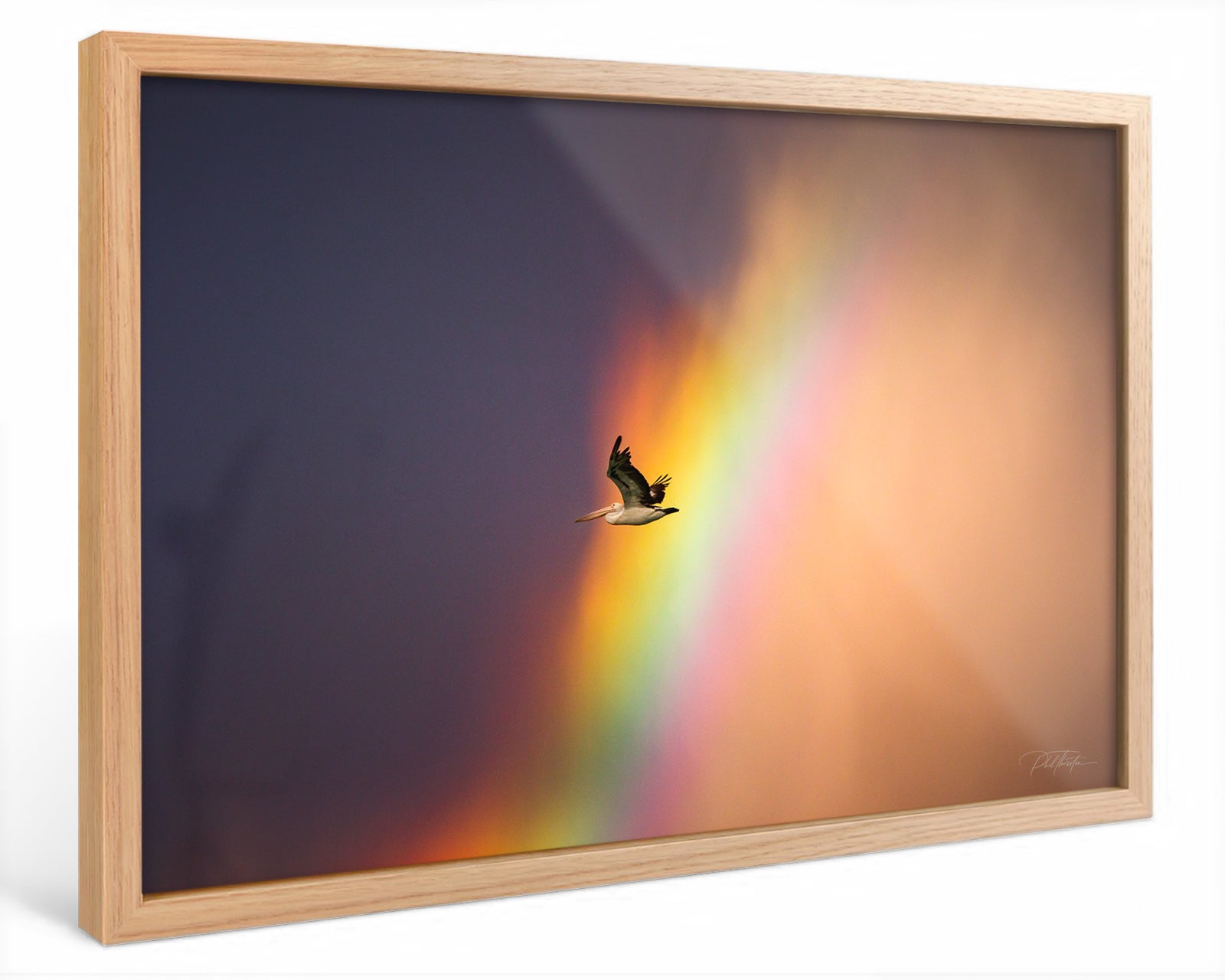 "Rainbow Pelican" - Fine Art Print