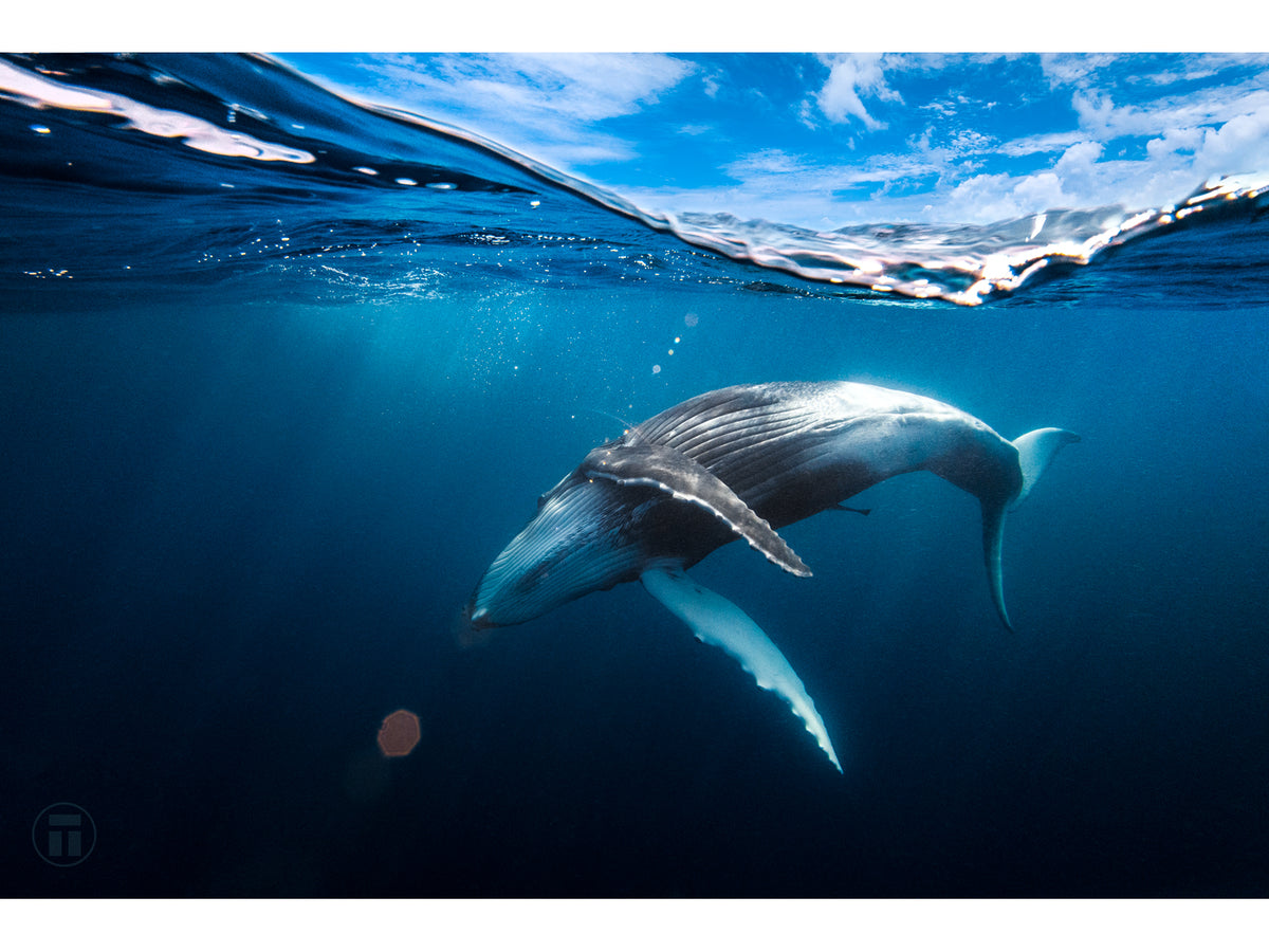 "A Magical Moment" - Fine Art Print