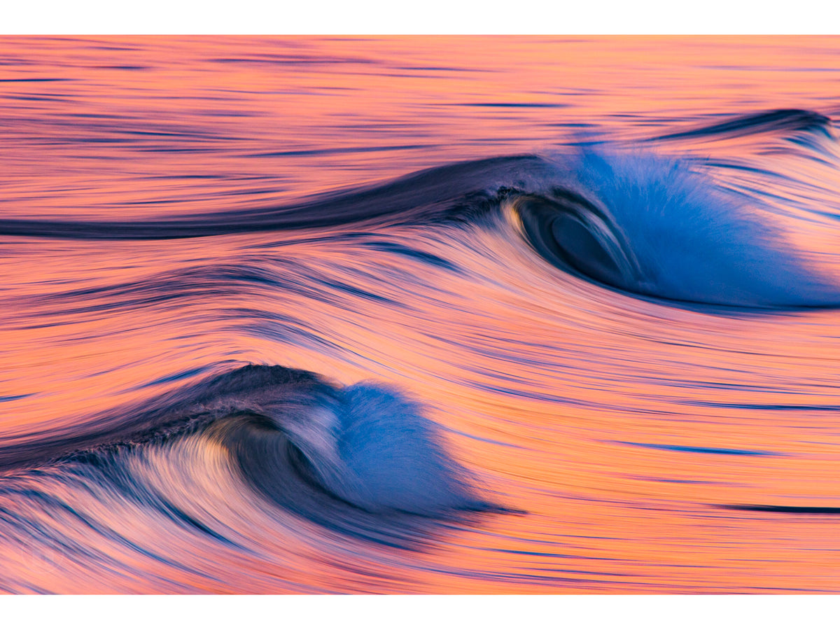 "Flamingos" - Fine Art Print