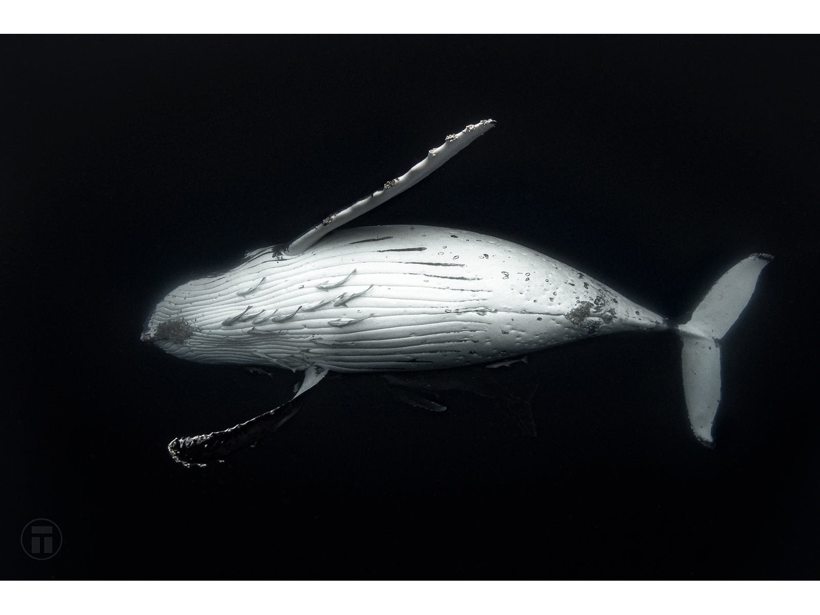 "Majesty" - Fine Art Print