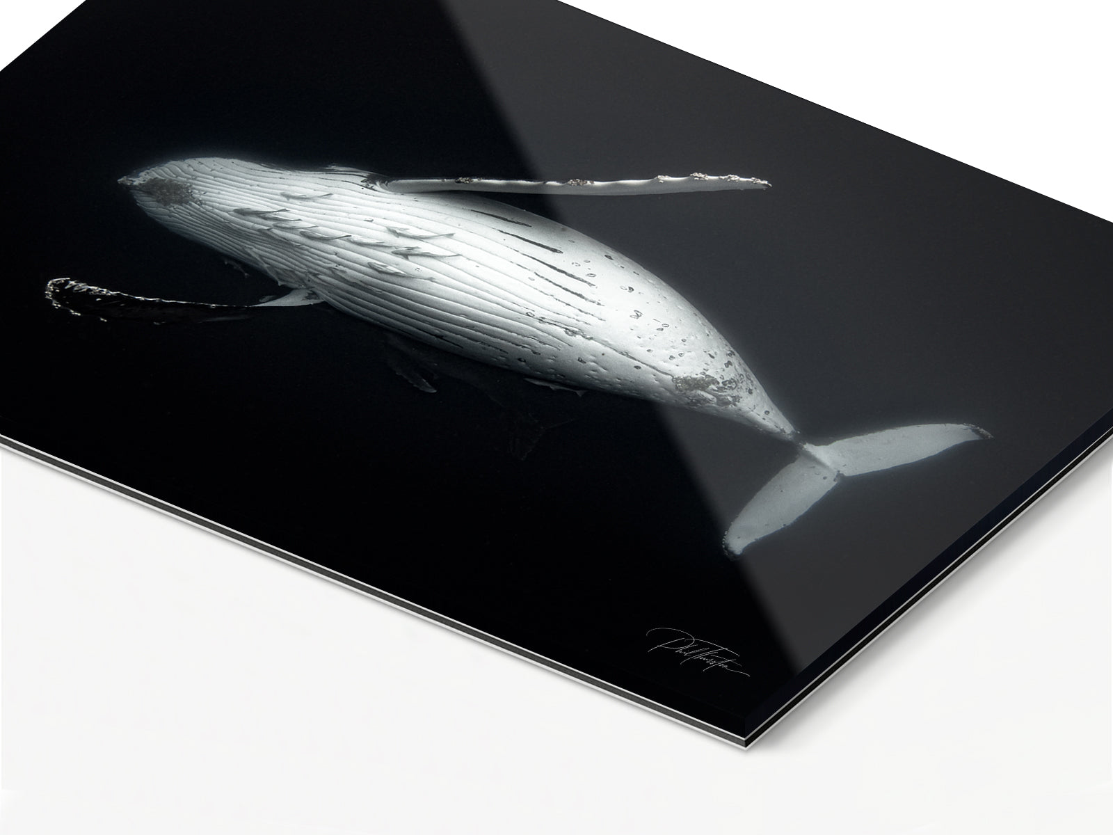 "Majesty" - Fine Art Print