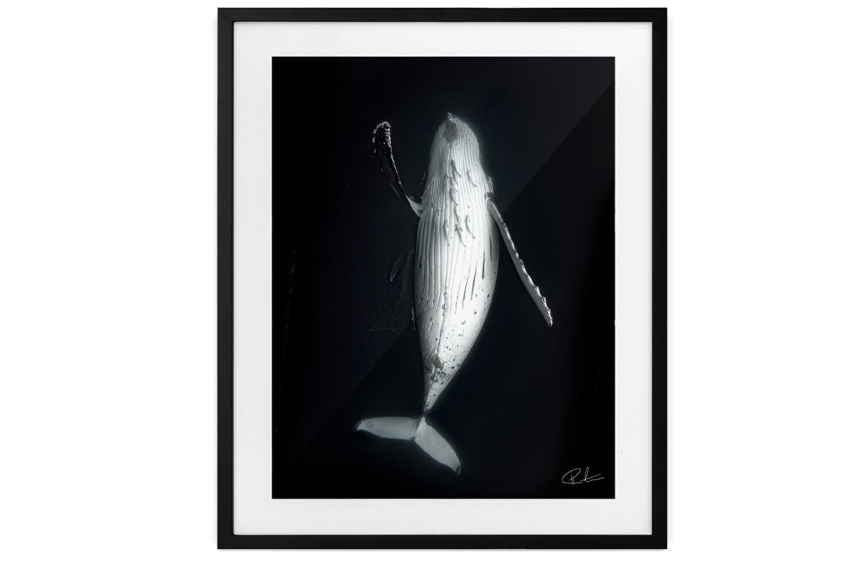 "Majesty" - Fine Art Print