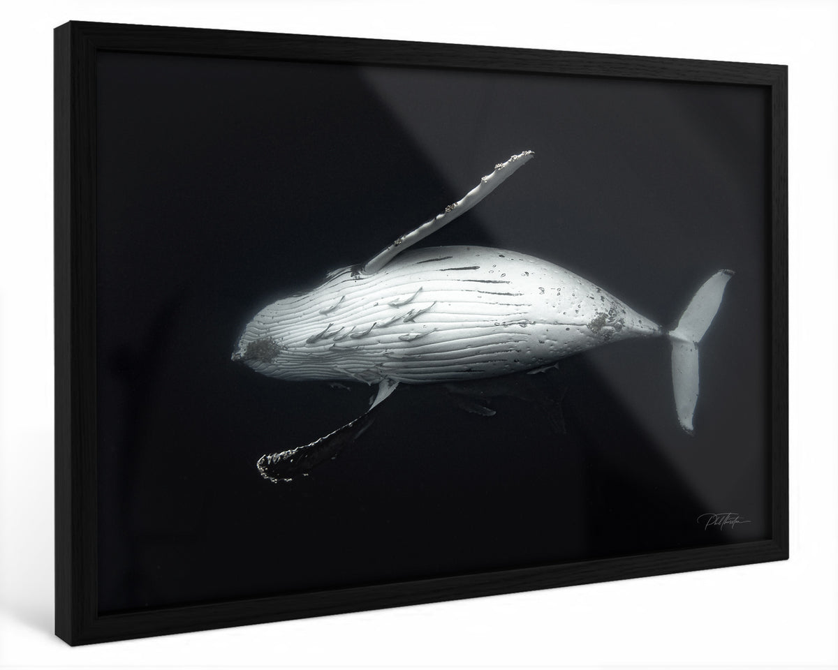 "Majesty" - Fine Art Print