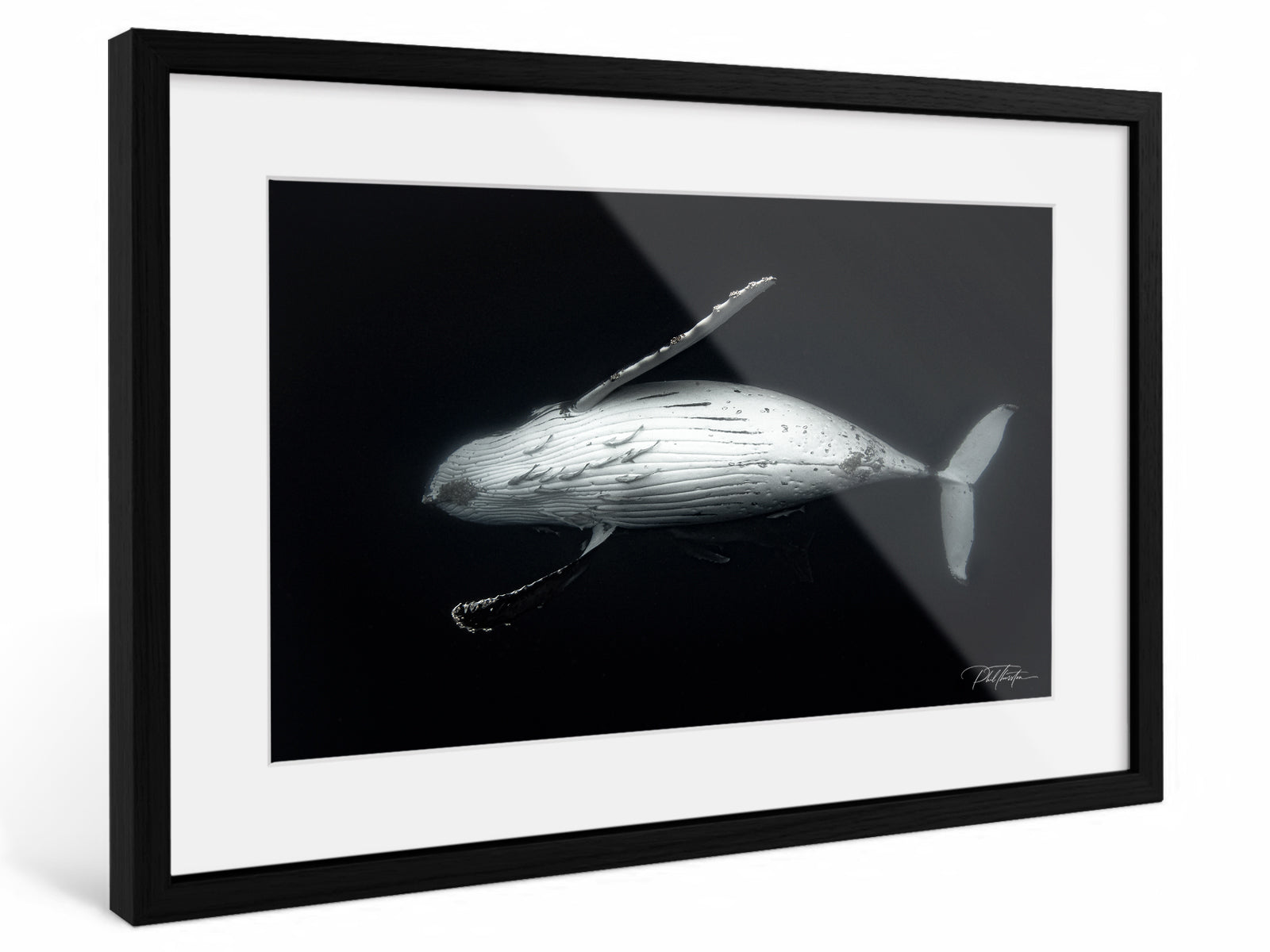 "Majesty" - Fine Art Print