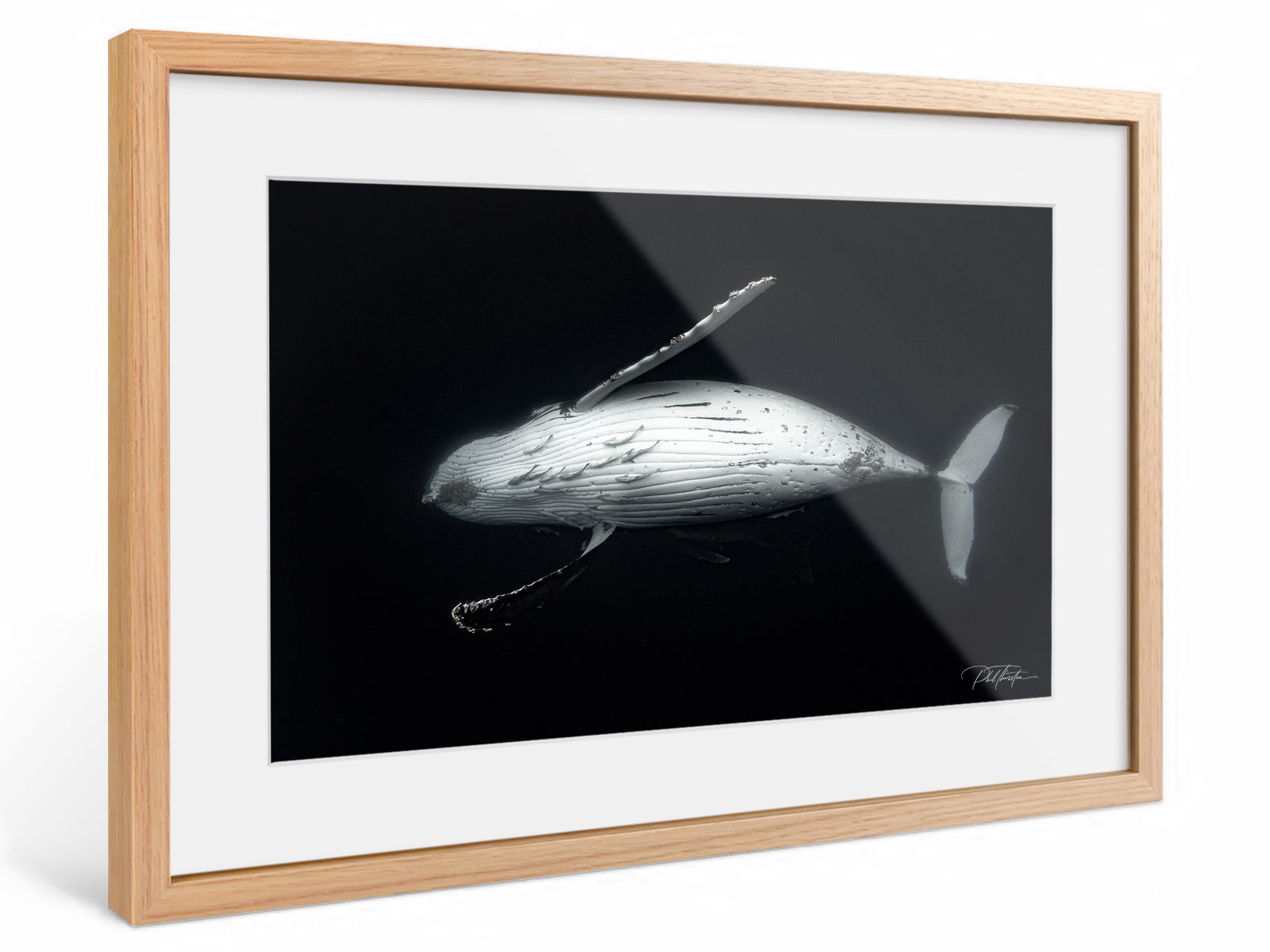 "Majesty" - Fine Art Print