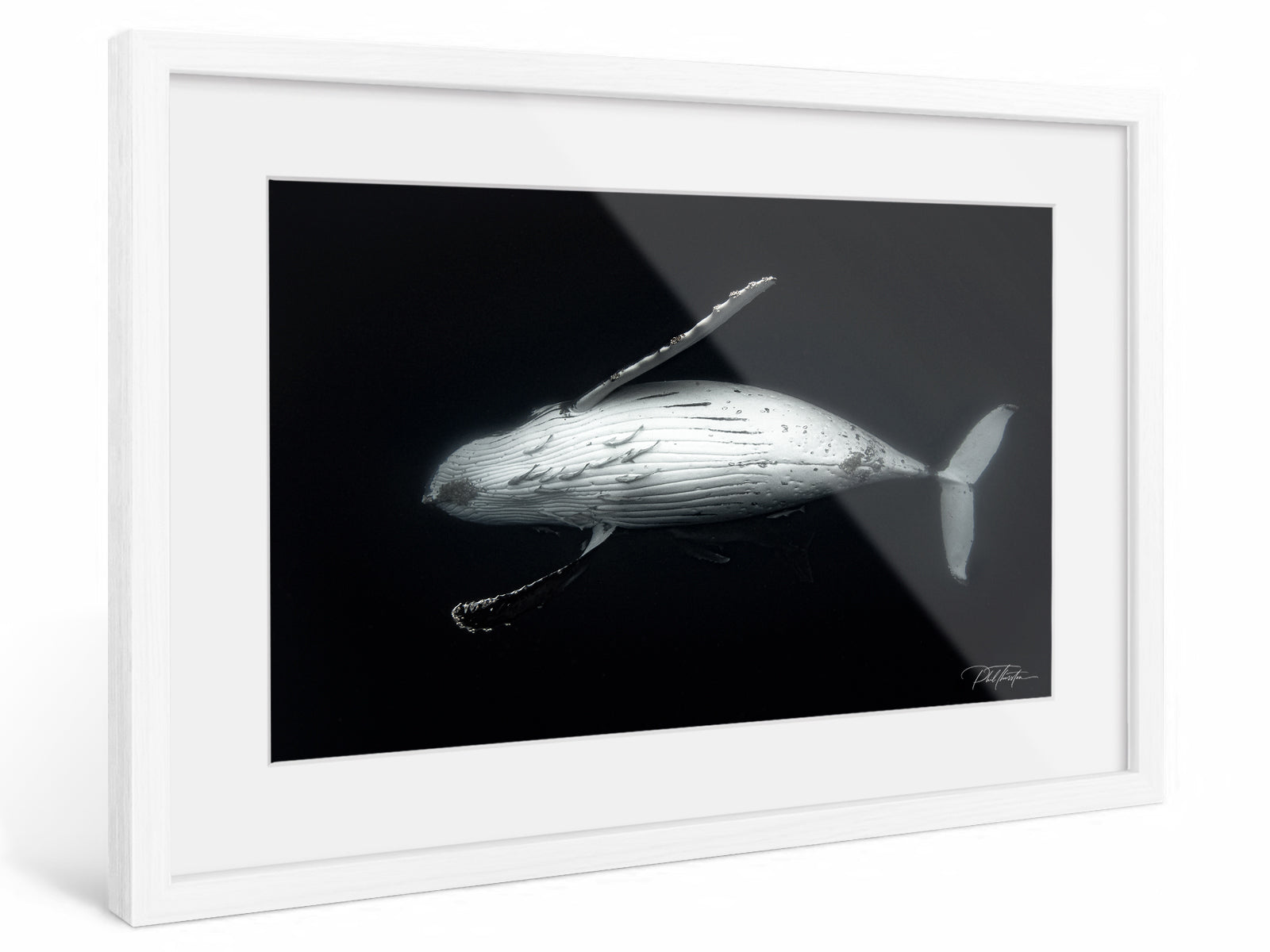 "Majesty" - Fine Art Print