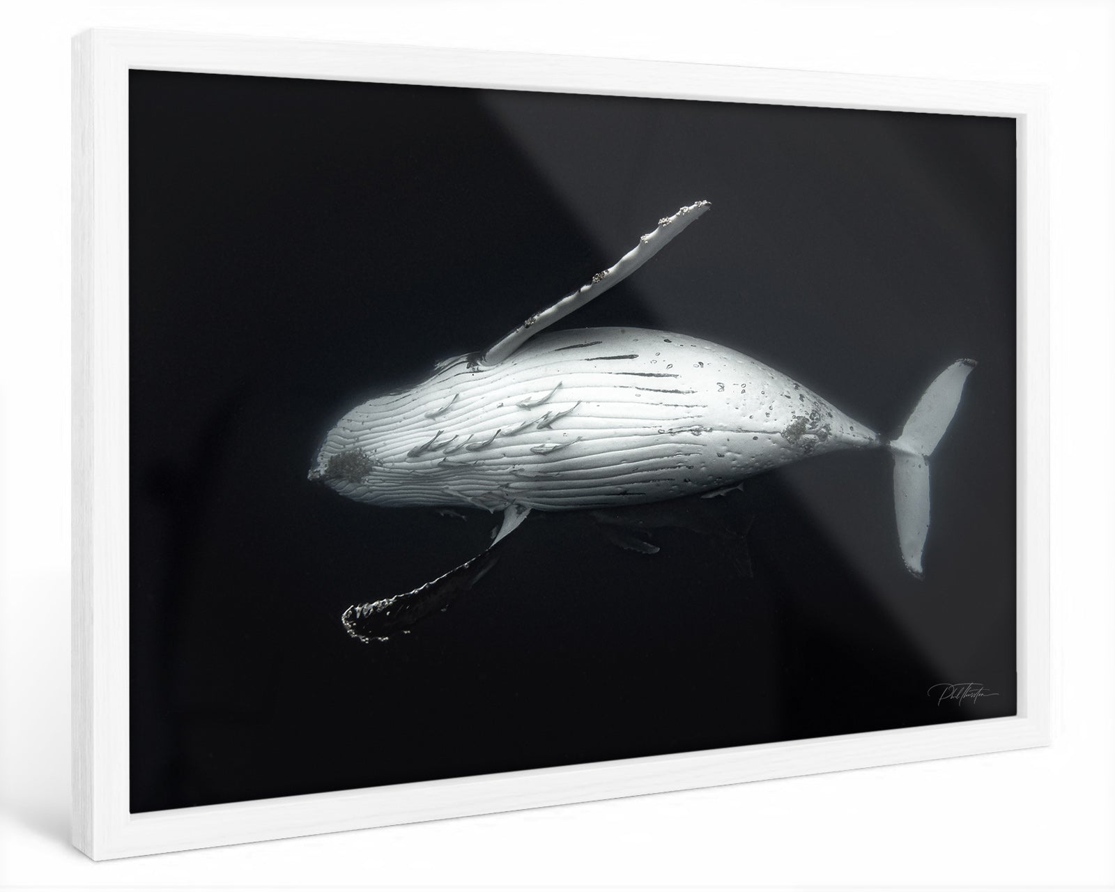 "Majesty" - Fine Art Print