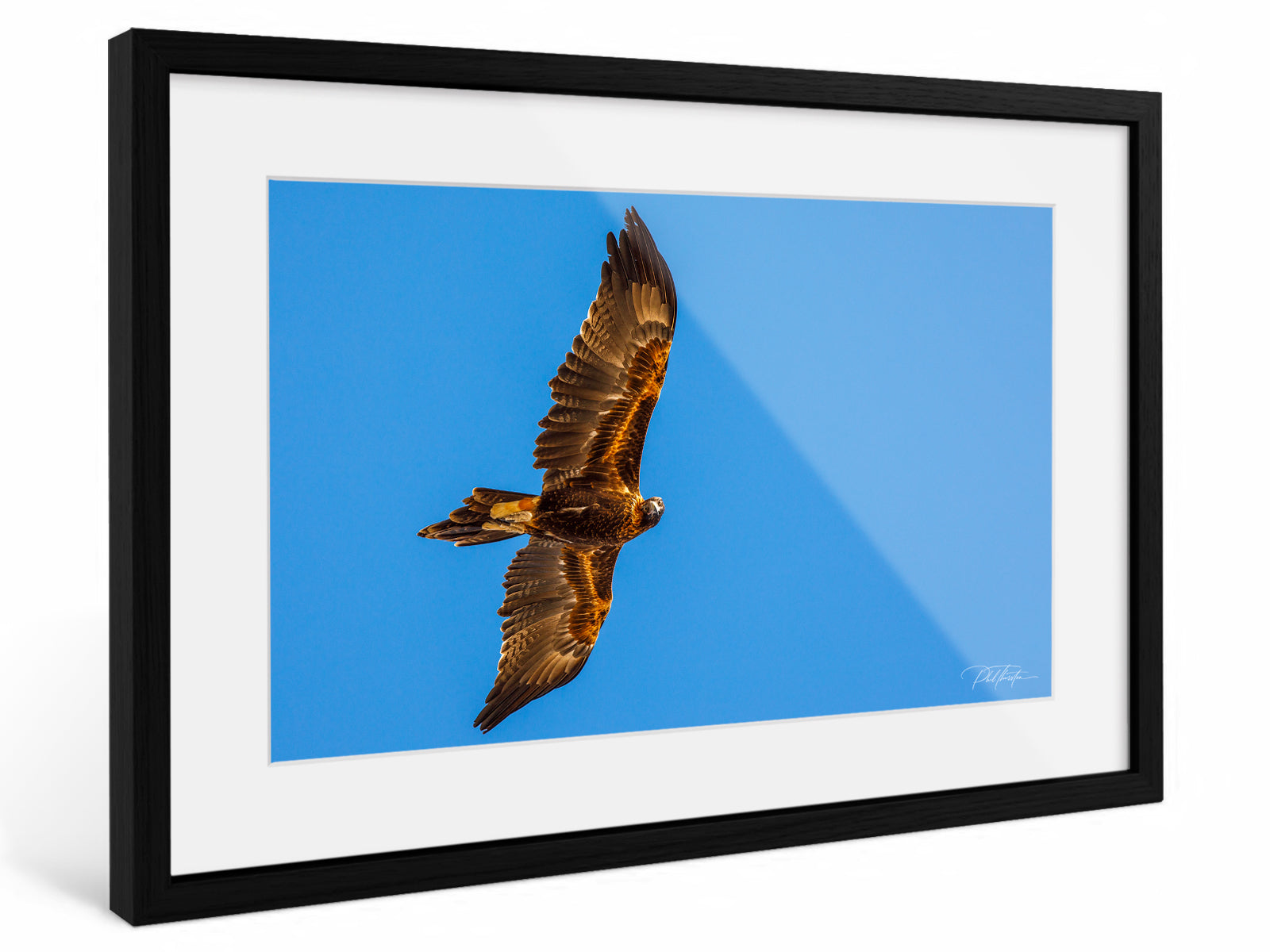 "Presence" - Fine Art Print