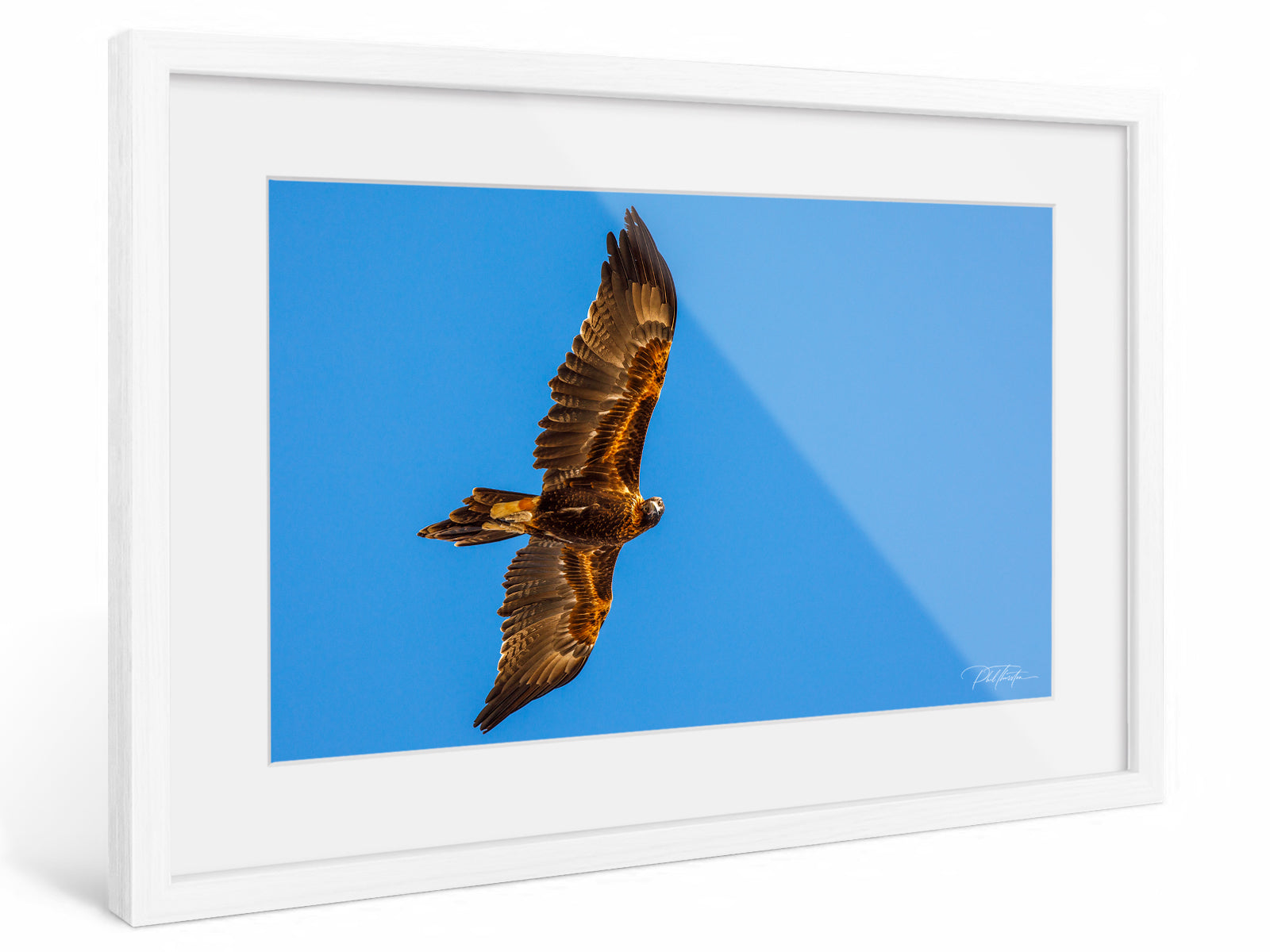 "Presence" - Fine Art Print