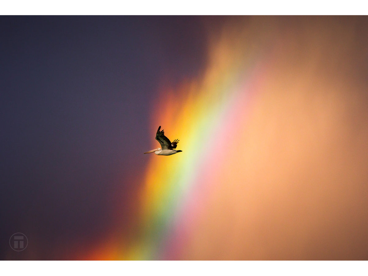 "Rainbow Pelican" - Fine Art Print