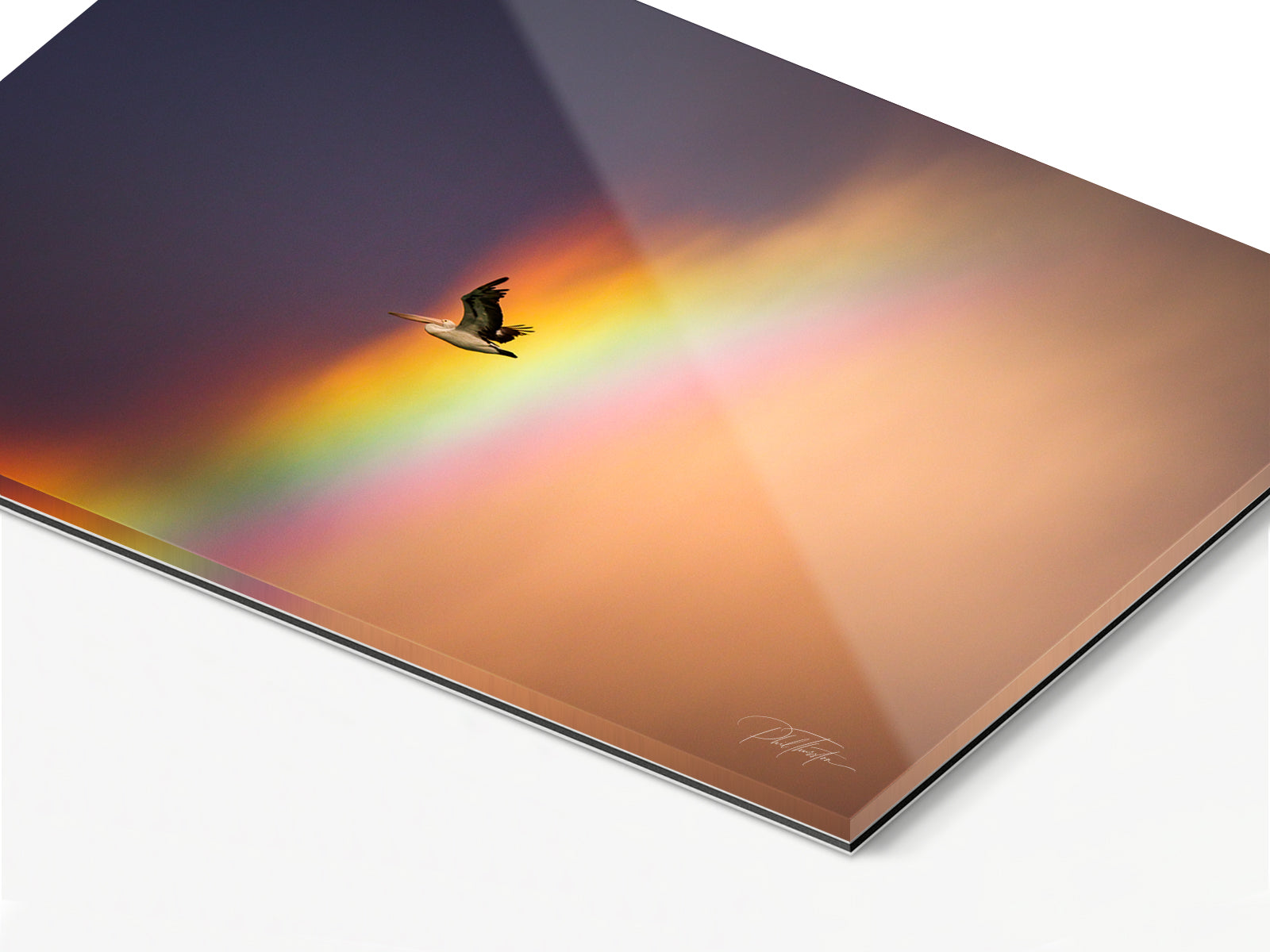 "Rainbow Pelican" - Fine Art Print
