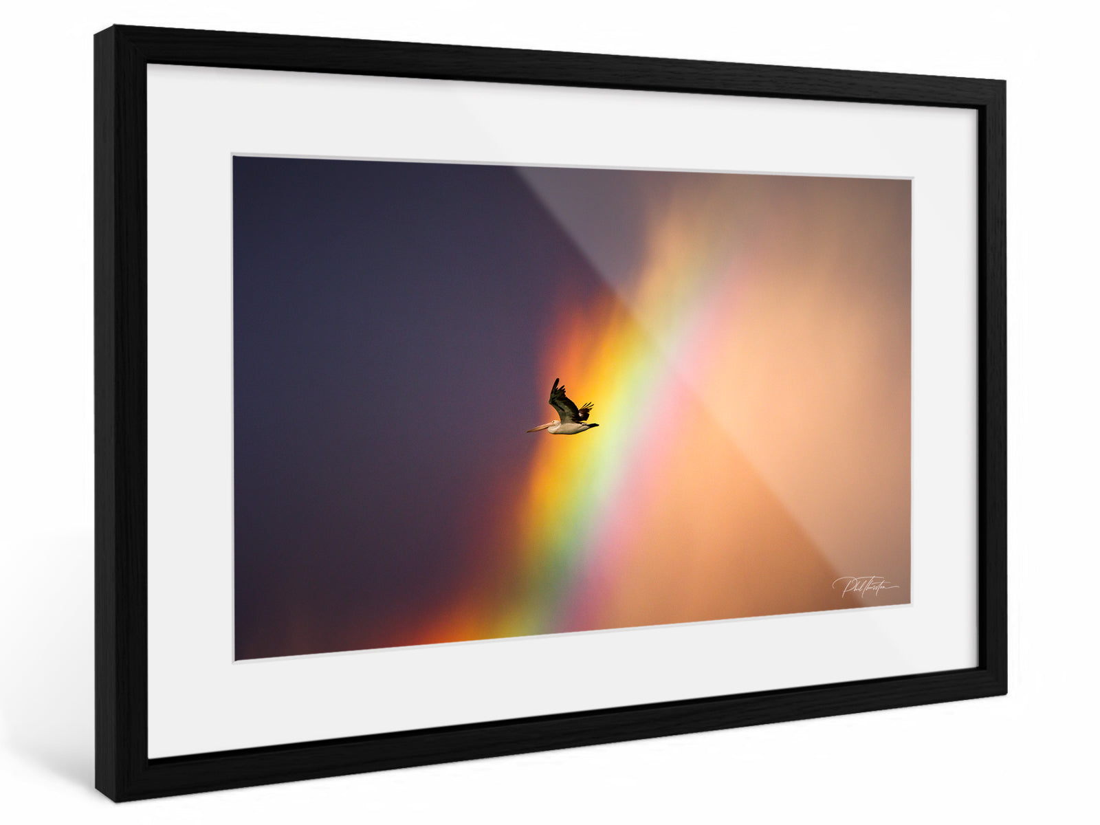 "Rainbow Pelican" - Fine Art Print