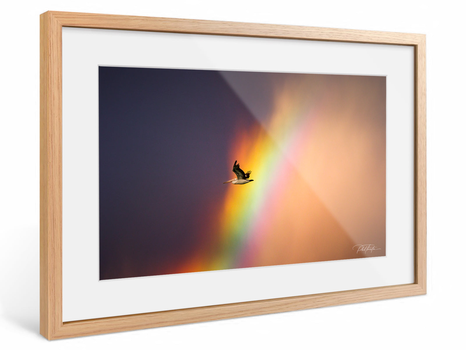 "Rainbow Pelican" - Fine Art Print