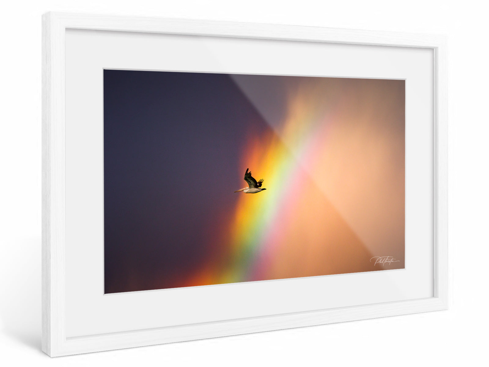 "Rainbow Pelican" - Fine Art Print