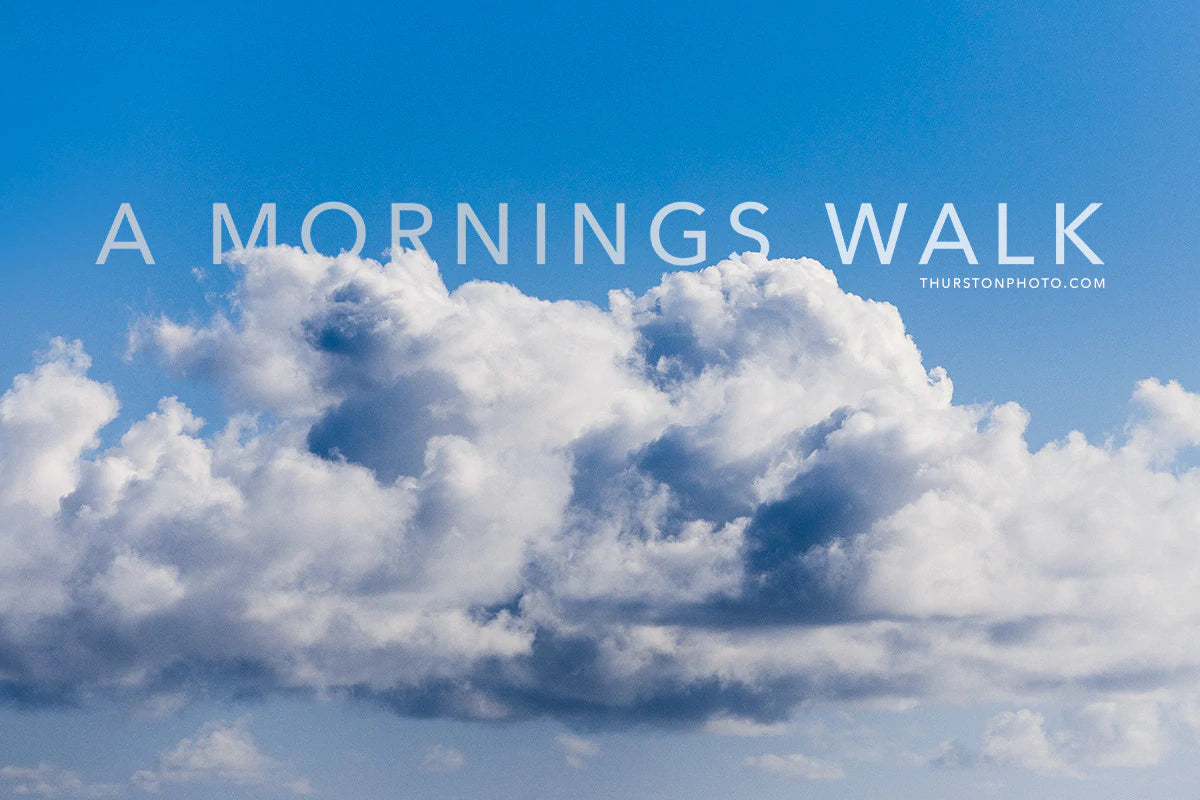 A Mornings Walk - A Photo Series by Thurston Photo