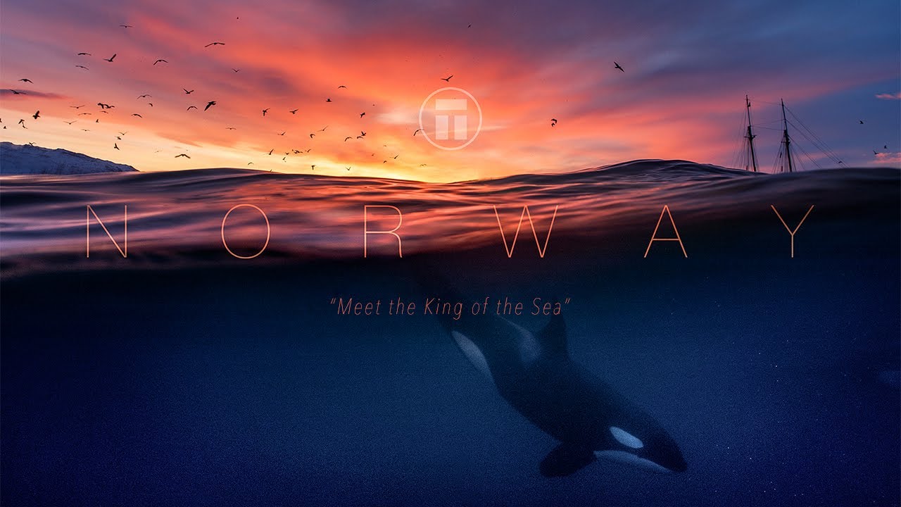 Norway - Meeting the King of the Sea
