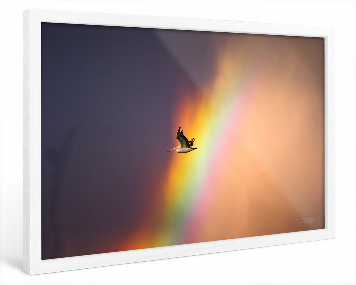 "Rainbow Pelican" - Fine Art Print